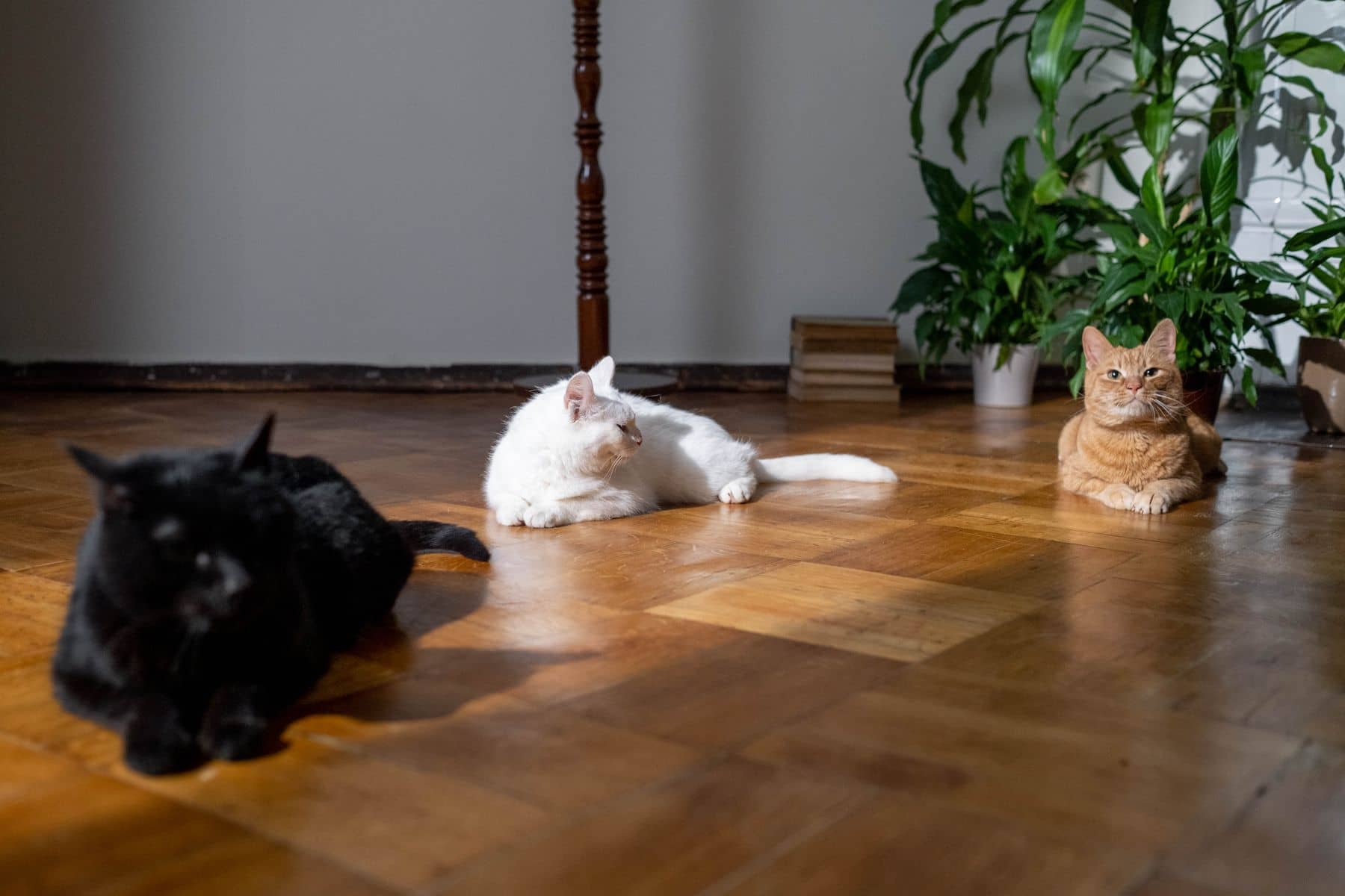 Drei Katzen liegen entspannt verteilt auf einem hellen Holzboden