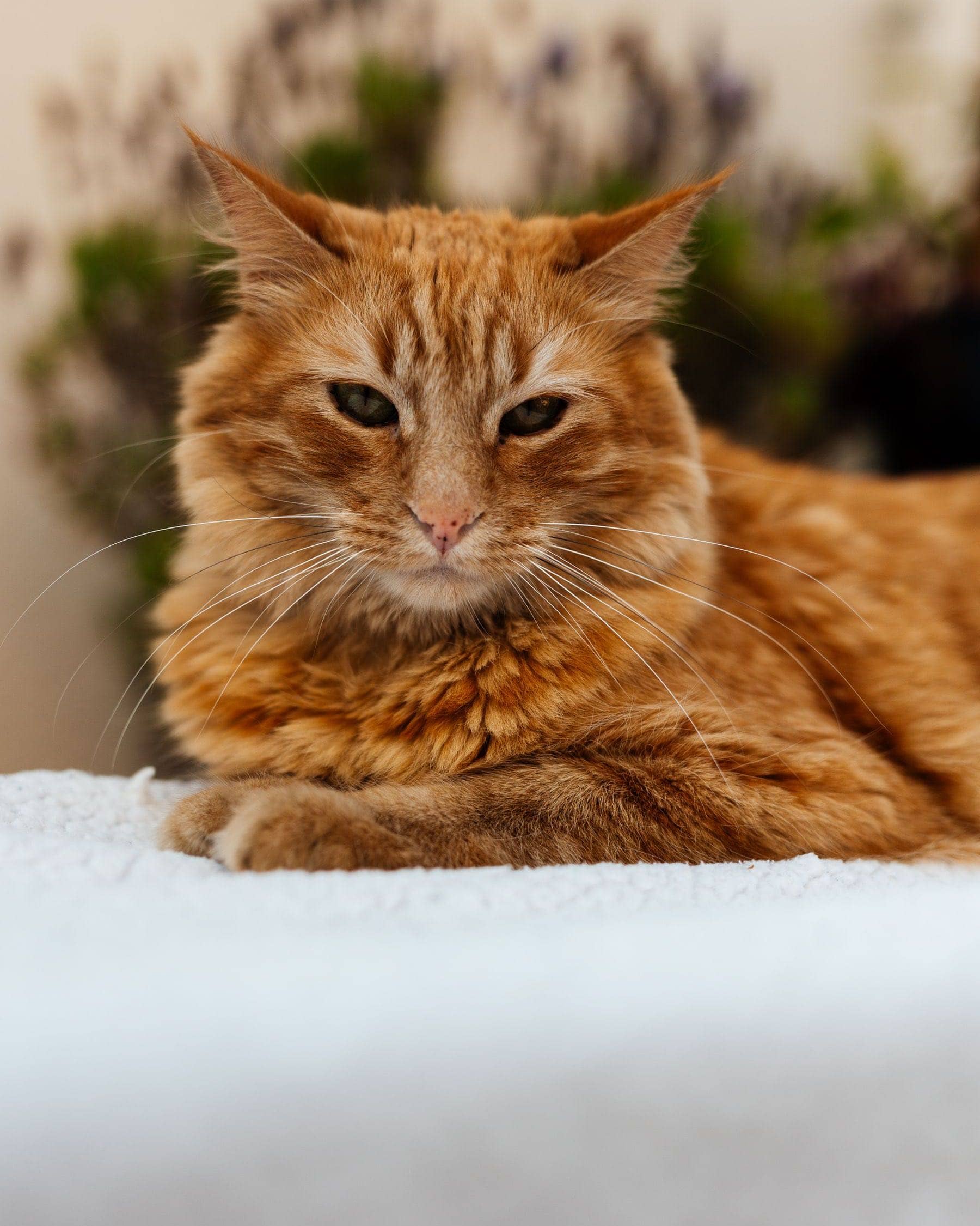 Rote Langhaarkatze liegt zusammengelegt auf einer weichen Decke