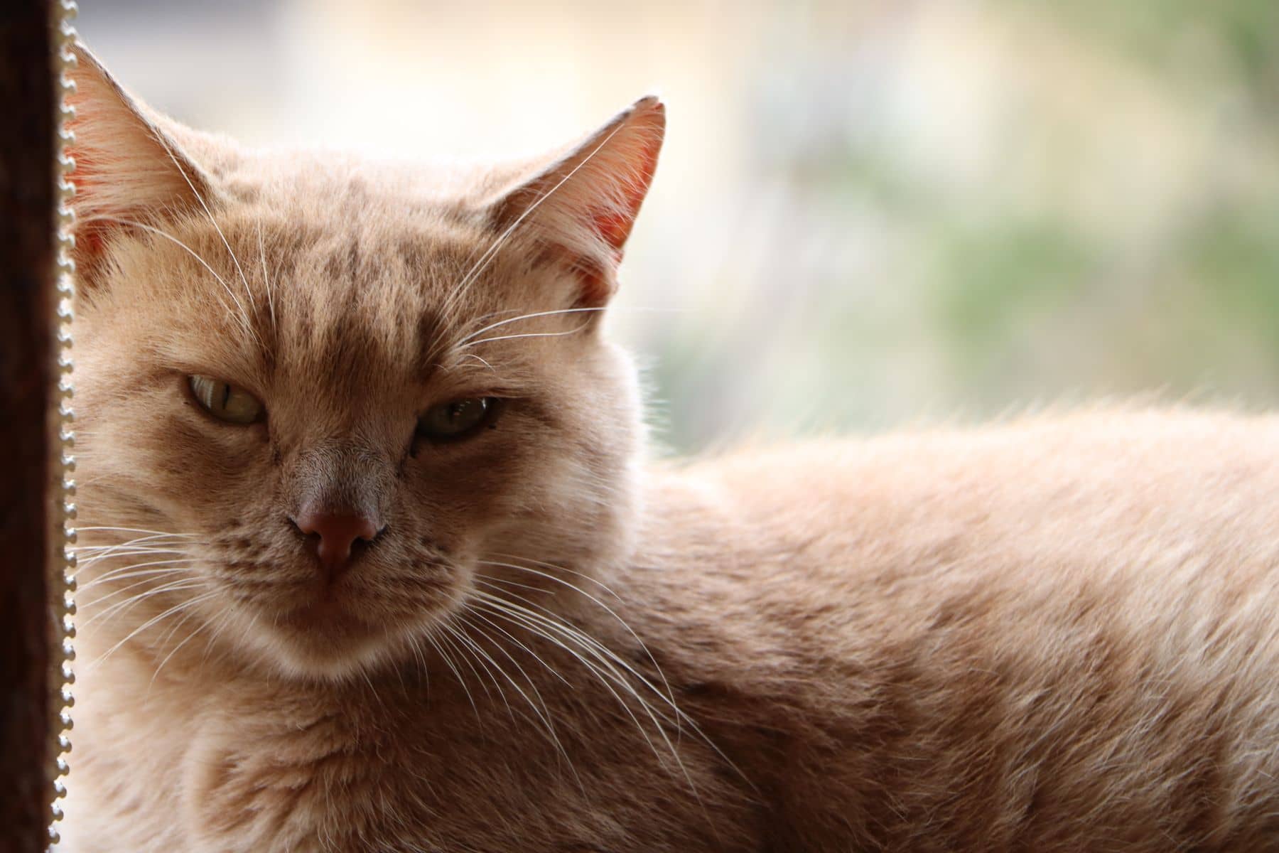 Cremefarbene Katze liegt am Fenster und schaut in die Kamera