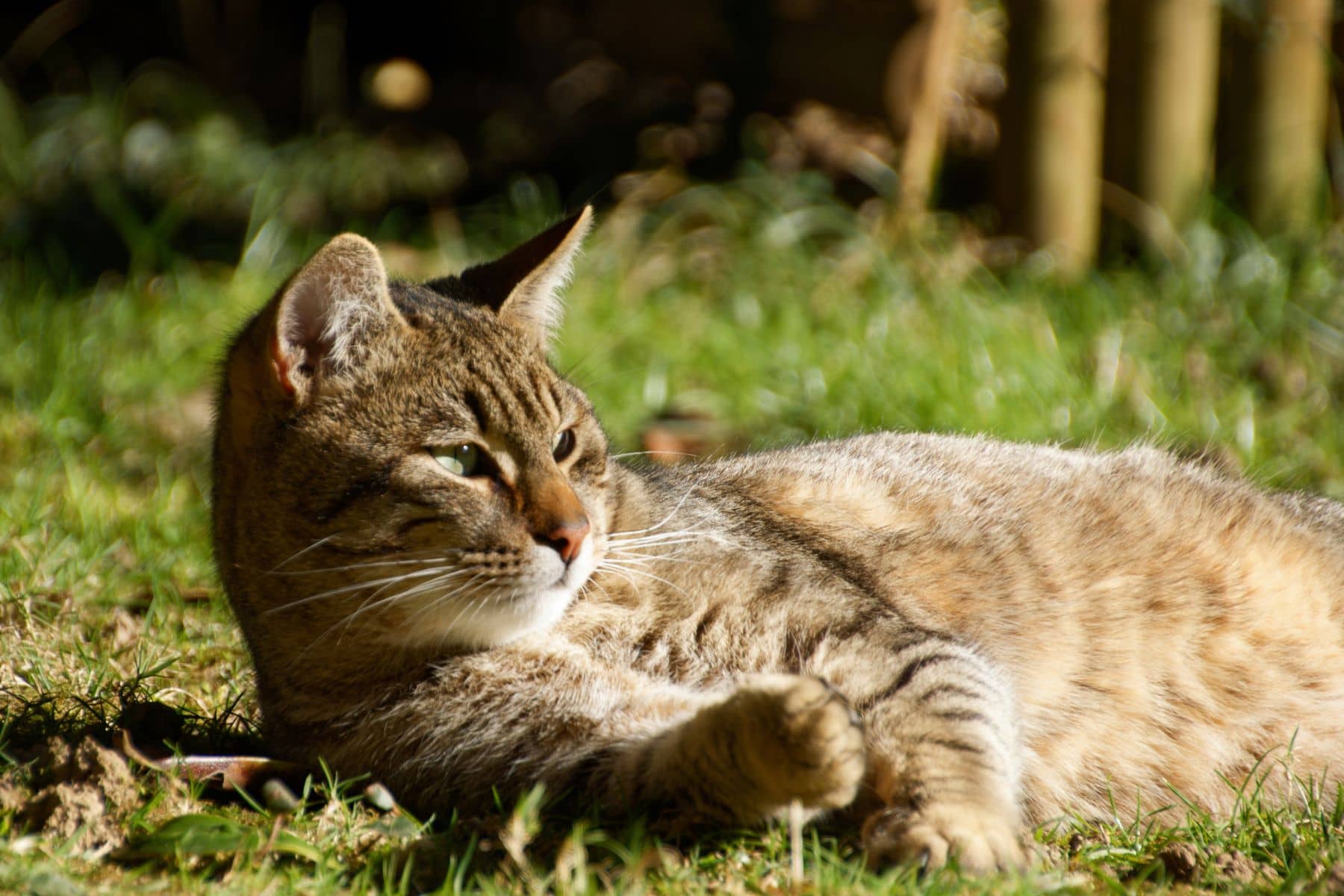 Getigerte Katze liegt entspannt in der Sonne auf einer Wiese