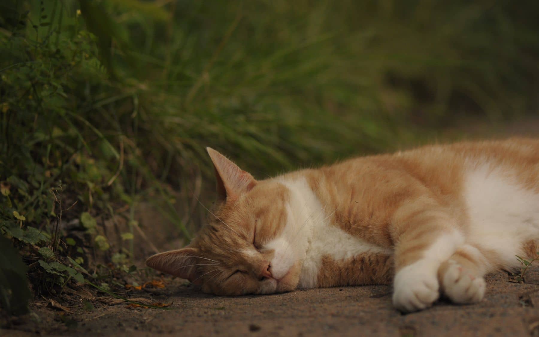 Rot-weiße Katze schläft im Gras neben einer grünen Hecke