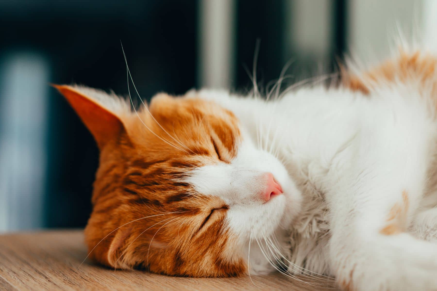 Rot-weiße Katze schläft zusammengerollt auf einem hellen Holzboden