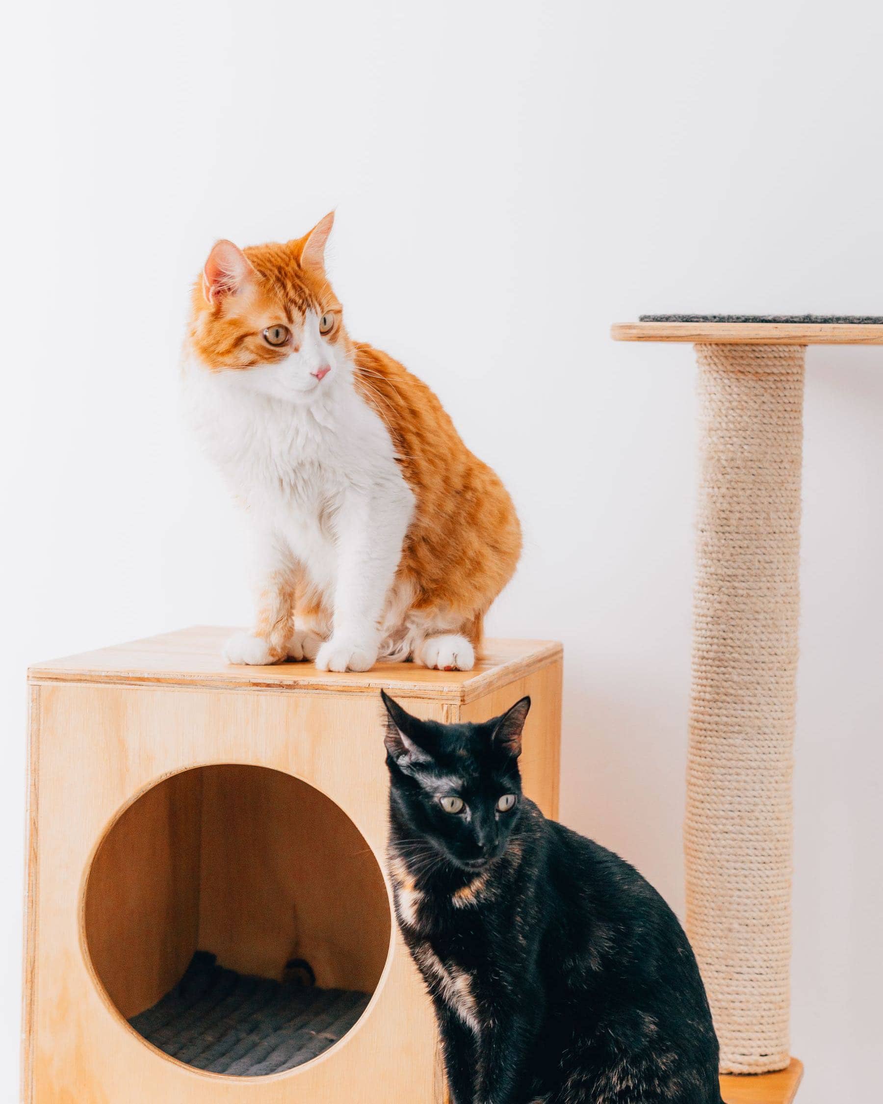 Rot-weiße und schwarze Katze auf einem Katzenhäuschen aus Holz