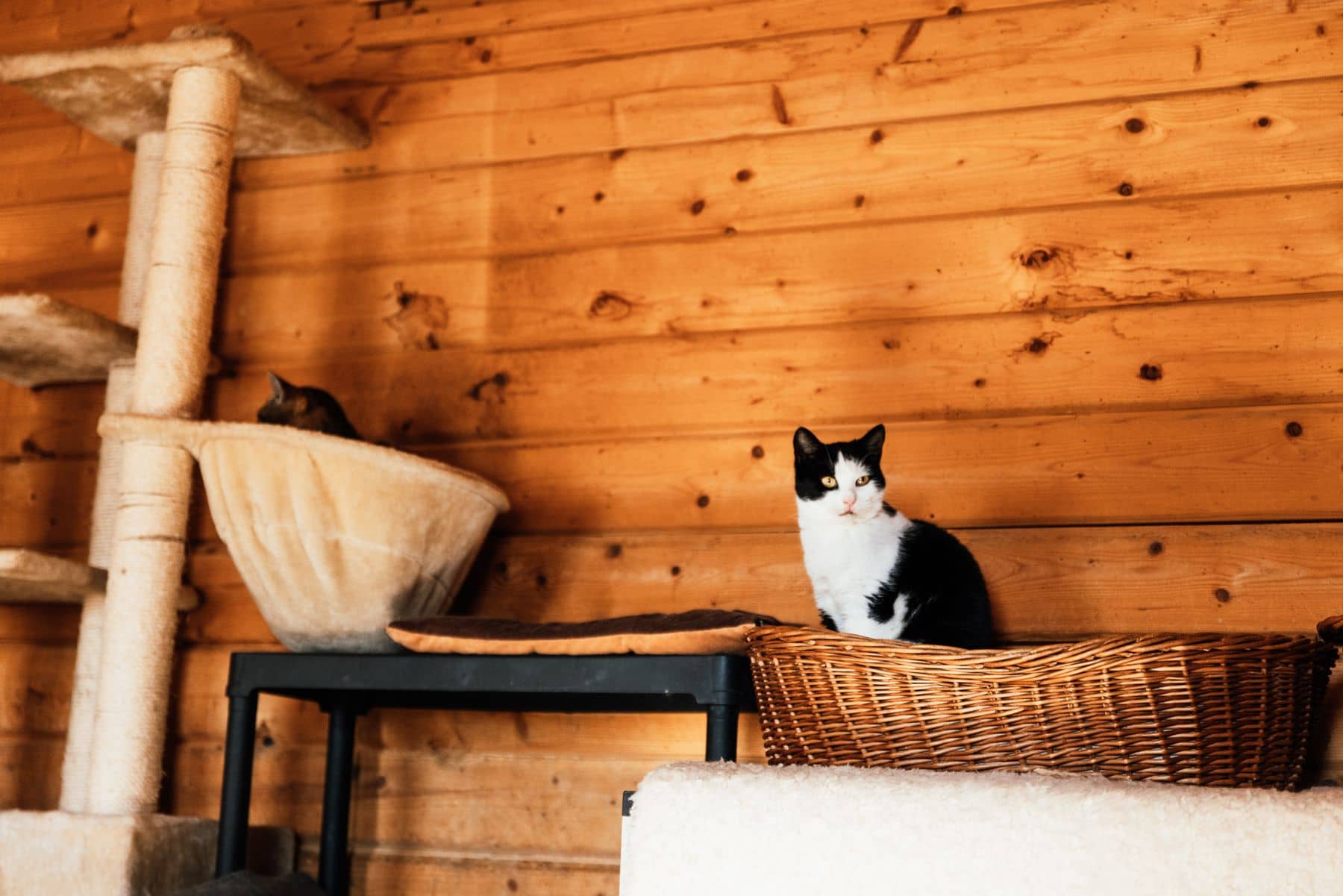 Zwei Katzen in Weidenkörben vor einer hellen Holzwand