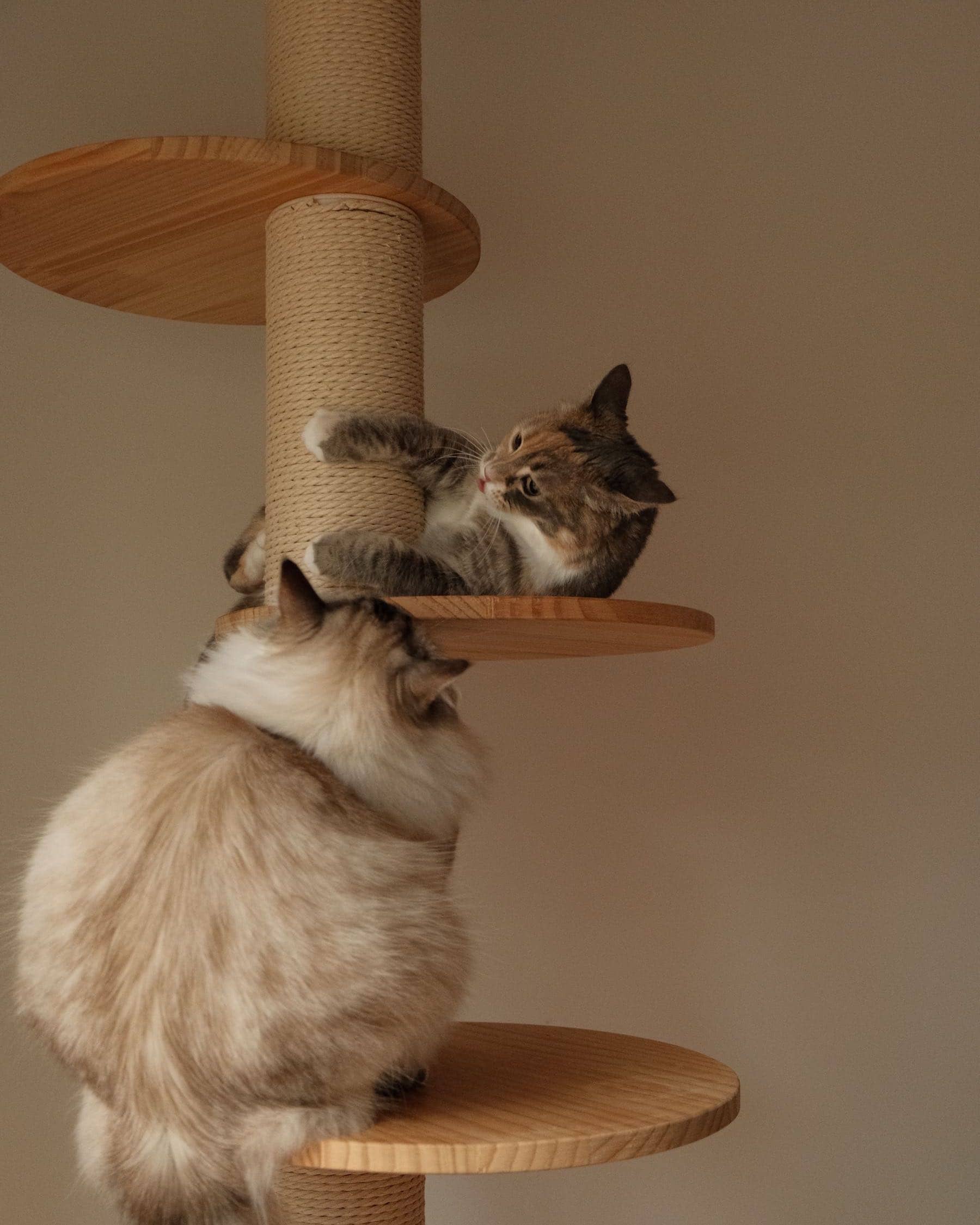 Zwei langhaarige Katzen klettern auf den Holzebenen eines Kratzbaums