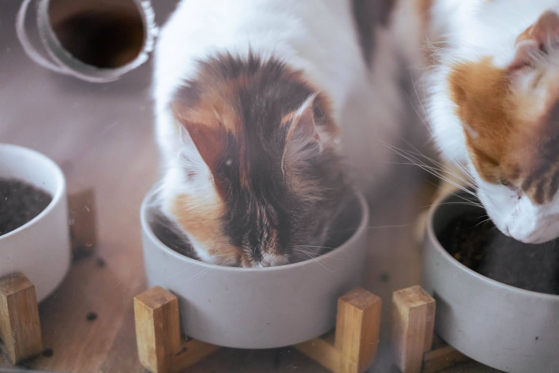 Zwei Katzen fressen nebeneinander aus hellen Näpfen auf einem Holzgestell