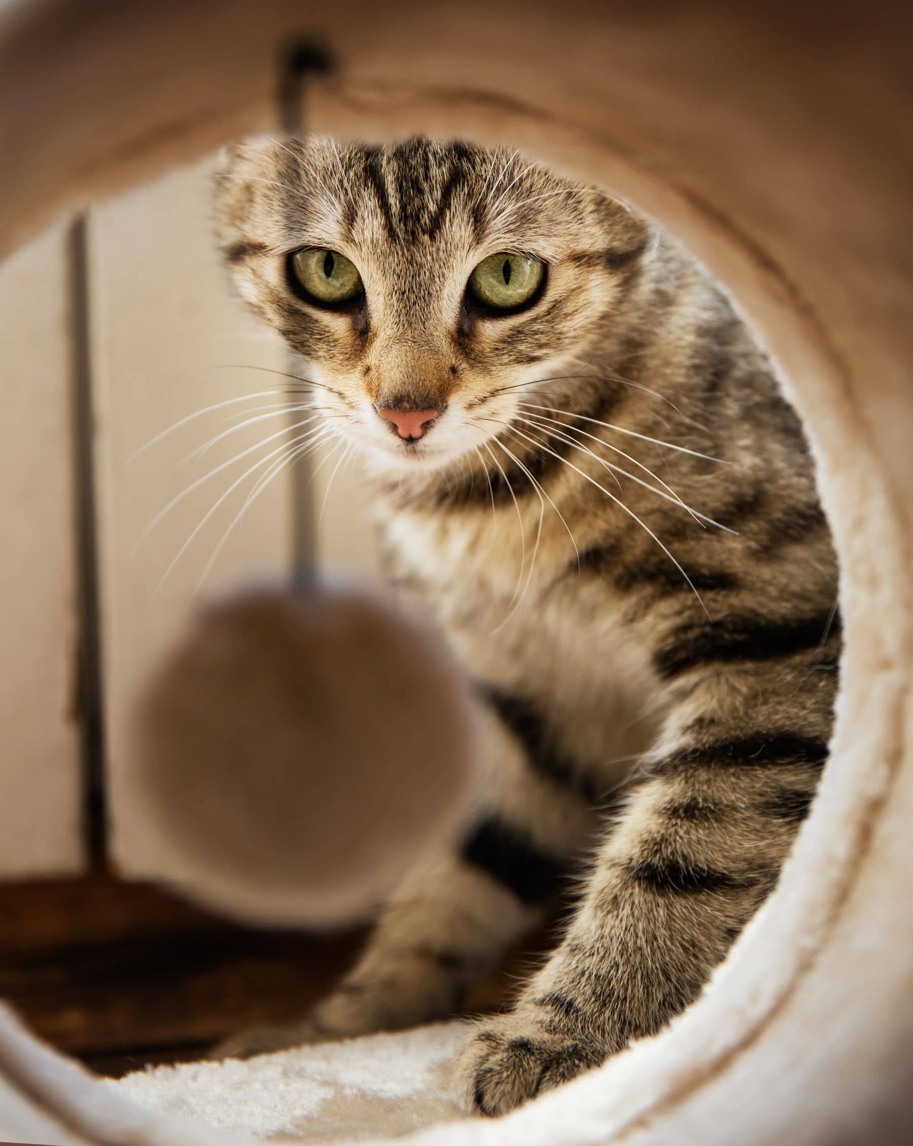 Getigerte Katze schaut aus einem Spieltunnel heraus