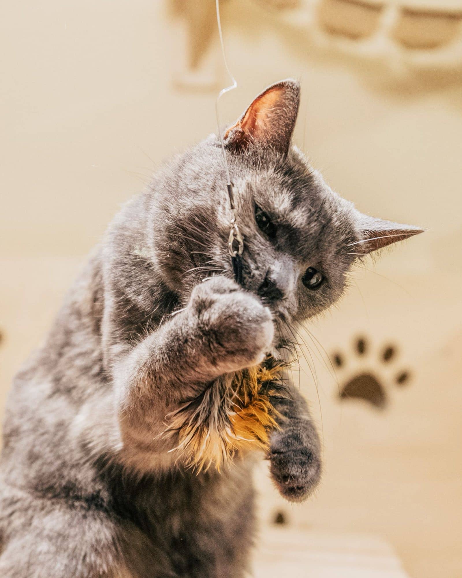 Graue Katze fängt ein Federspielzeug mit beiden Vorderpfoten