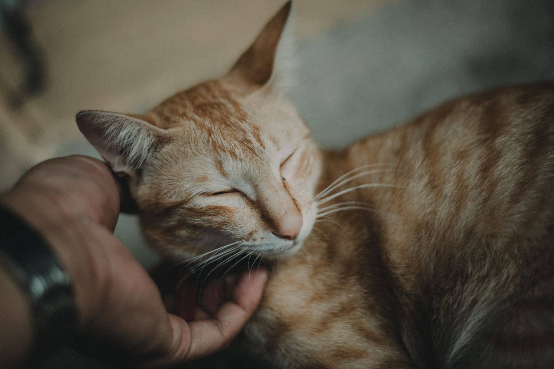 Eine Hand krault eine rote Katze am Hals, die dabei die Augen schließt